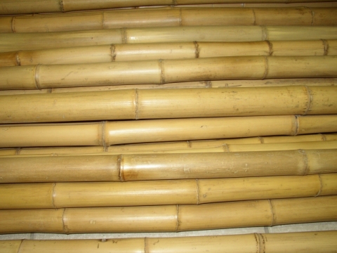 Bambusová tyč 3- 4 cm, délka 100 cm